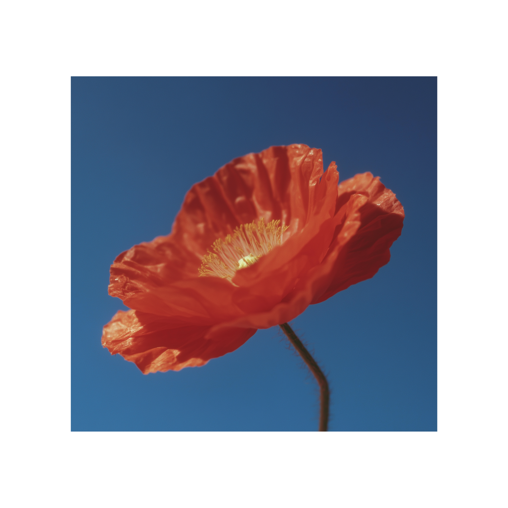 "Kodak Reverie: Poppy's Embrace" (コダックの夢想：芥子の抱擁)